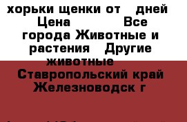 хорьки щенки от 35дней › Цена ­ 4 000 - Все города Животные и растения » Другие животные   . Ставропольский край,Железноводск г.